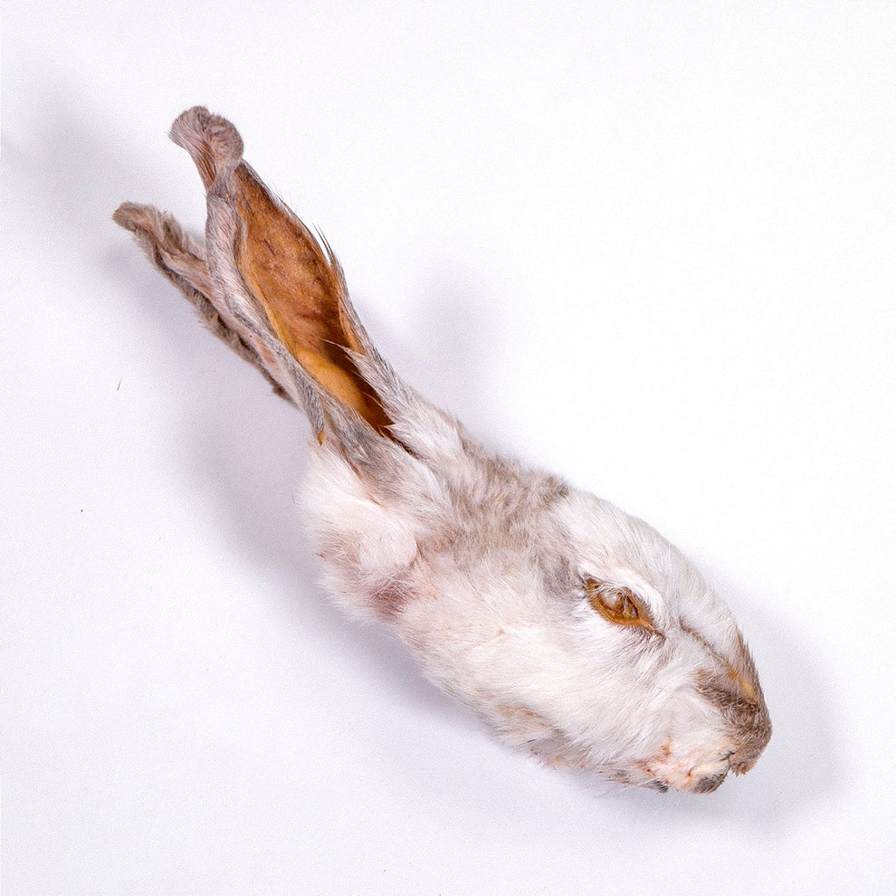 Dehydrated Rabbit Heads | Dog Chews – The Rabbit Tap