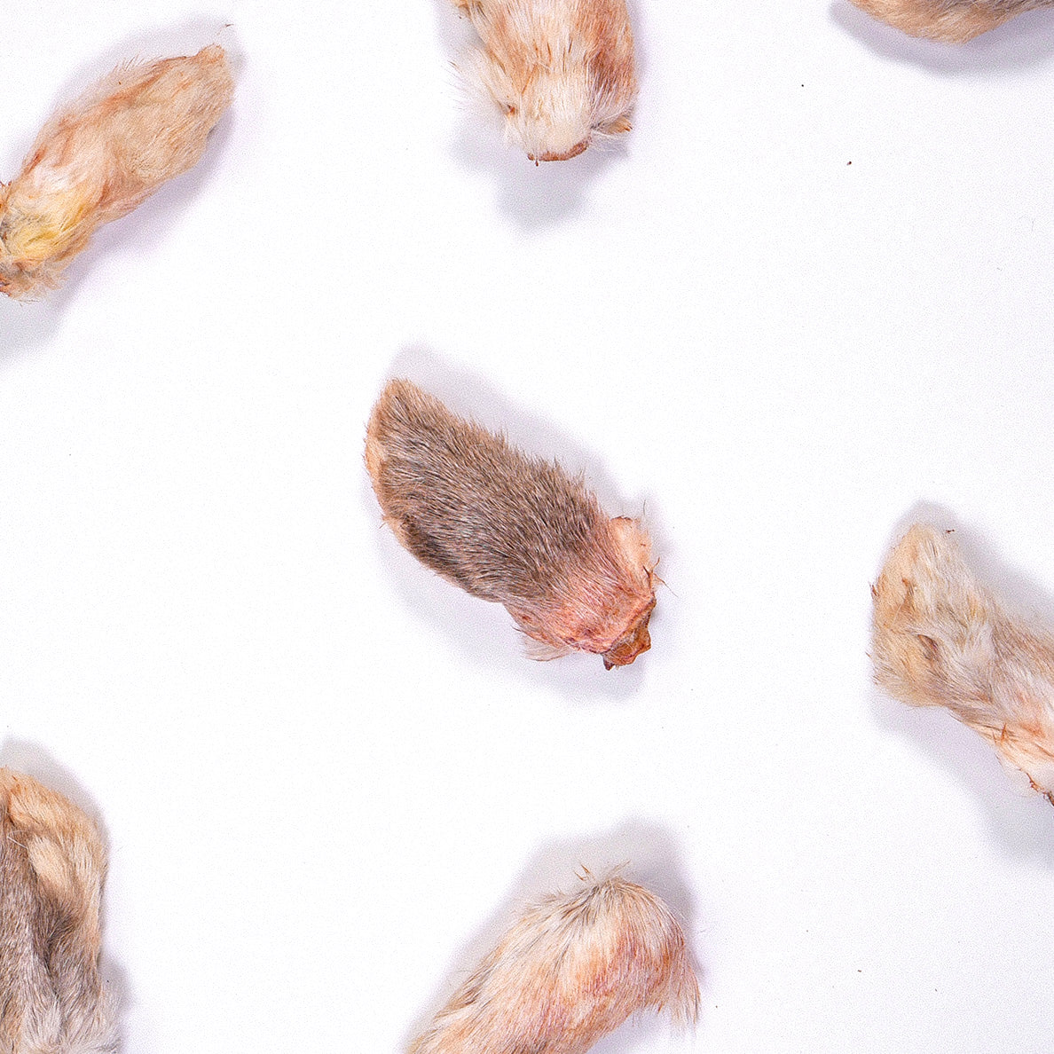 Rabbit Paw Treats | For Dogs – The Rabbit Tap