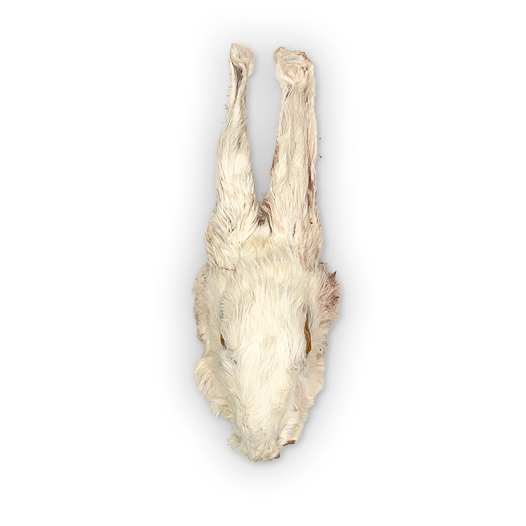 Dehydrated Rabbit Heads | Dog Chews – The Rabbit Tap