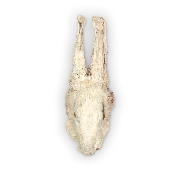 Dehydrated Rabbit Heads | Dog Chews – The Rabbit Tap