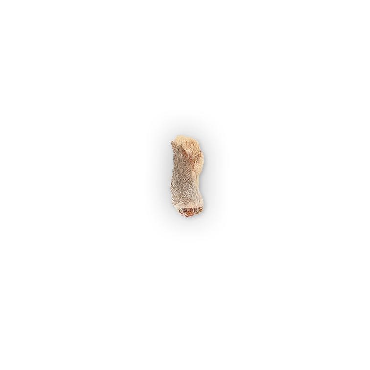 Rabbit Paw Treats | For Dogs – The Rabbit Tap